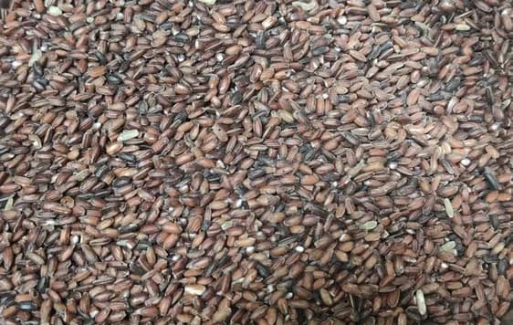 Karunguruvai grain, close up