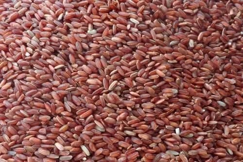 Kuzhiadichan grain, close up